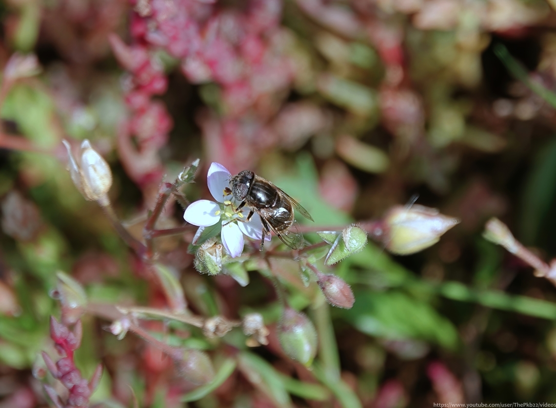 Larger Spotty-eyed Dronefly (Eristalinus aeneus) Anyone familiar with hoverflies might instantly recognise the tell-tell shape of the ubiquitous common Dronefly (Eristalis tenax)? <br />
<br />
This species shares a similar build, but is altogether more glamorous.<br />
<br />
It even gets to live by the sea.<br />
<br />
To find out more, you know what to do! <br />
<br />
<section class="video"><iframe width="448" height="282" src="https://www.youtube-nocookie.com/embed/59gKnMhxE48?hd=1&autoplay=0&rel=0" frameborder="0" allowfullscreen></iframe></section><br />
             Eristalinus aeneus,Fall,Geotagged,United Kingdom
