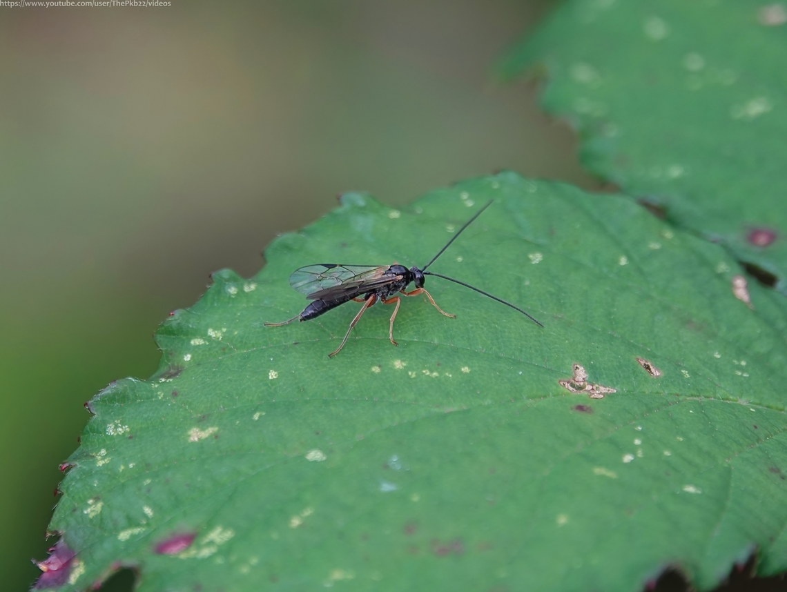 Ichneumon Dyspetes luteomarginatus This is a medium-sized Ichneumon with females measuring somewhere between 7mm and 10mm and the males very slightly larger, perhaps reaching 11mm.<br />
<br />
Both sexes look very similar particularly because the female has a ovispositor that&#039;s barely noticeable. However, the female anntennae tend to be lighter coloured than the dark brown/black of the male, usually showing as either a yellowish or reddish brown, particularly at the tips.<br />
<br />
The main host species for this wasp appear to be the larvae of Tenthredo and Tenthredopsis sawfly species, upon which the females will lay their eggs,                    Dyspetes luteomarginatus,Fall,Geotagged,United Kingdom
