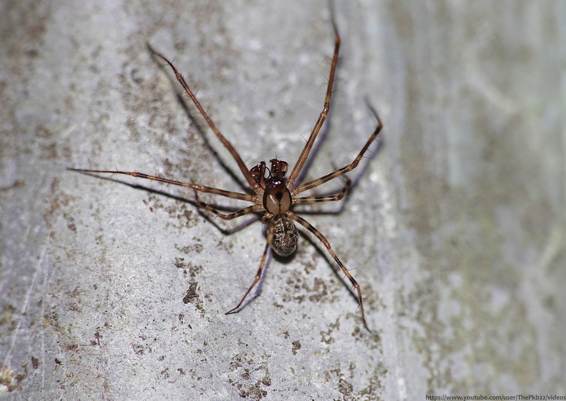 Shadow hammock-spider (Labulla thoracica) This is one of the UK&#039;s largest &#039;Money spiders&#039; (Linyphiidae) also known as &#039;Sheet Weaver spiders, most of which are pretty small, measuring no more than 4mm. This species can measure almost double that and this specimen certainly seemed to qualify?<br />
<br />
Very similar to a group of other Money spiders, the male, seen here is easily identifiable by the impressively large Pedipals/Chelicerae &amp; long coiled &#039;Embolus&#039;,  which form the mouth piece and are used to transfer sperm to the female.<br />
<br />
Like many spiders L. thoracica prefers damp and darkened places in a variety of habitats, including woodlands, unmanaged grasslands,  gardens, and houses where it can be found under loose dead bark, in hollow trees, in crevices and holes, deep in Ivy, under logs and in bird boxes.<br />
<br />
Its peak period is between August and October although individuals can be found almost year round.<br />
                       Fall,Geotagged,Labulla thoracica,United Kingdom