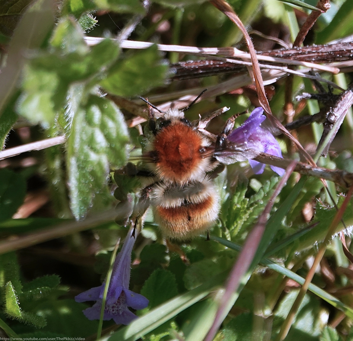 Brown-banded Carder Bee (Bombus humilis) B. humilis is a nationally rare Section 41 Conservation Priority species, its numbers having declined dramatically over the last 40 years due to the loss of its preferred habitat, large areas of grassland rich in flowers, especially vetches, clovers and trefoils for feeding. Much of the loss was through heavy grazing, &ldquo;improvement&rdquo; of pastures, encroachment of scrub and the use of herbicides.<br />
<br />
Humilis queens in particular, need tussocky grass containing the nests of mice in which they can found their colonies, raking in moss and fine grass leaves.<br />
<br />
There are however, tentative signs of recovery of the species. <br />
<br />
This individual was found on southern chalk downland, near where I live, It can also be found on some southern heathlands, brownfield sites and on coastal dunes.<br />
<br />
B. humilis can be differentiated from the Common Carder bee (B. pascuorum) in fresh specimens especially, by a deep chestnut hair pile on top of the thorax which often strongly contrasts with pale white clumps of hair on the sides. A small but distinguishable number of black hairs can often be seen at the base of each wing. Hairs which are never present on B. pascuorum.<br />
<br />
The brown abdominal band, very prominent on this individual and which gives the species its common name is highly variable in appearance and on it's own cannot be used to relaibly identify the species.<br />
<br />
In common with the similarly rare Shrill Carder bee (Bombus sylvarum) the queens emerge from hibernation later than other bee species in May, to build new nests. Workers fly from June to September and from July to September males can also be seen on the wing.  New queens hibernate from October to the end of April.<br />
 Bombus humilis,Brown-banded carder bee,Geotagged,Spring,United Kingdom