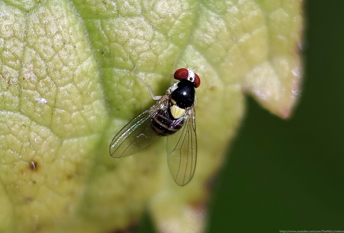 Vinegar Fly (Acletoxenus formosus) Over the last couple of weeks, with the number &amp; diversity of insects receding as we head further into autumn, I&#039;ve been &#039;focusing&#039; on critters the eye can barely see, experimenting with a lens I can screw to my fixed lens to improve it&#039;s macro performance, if not mine.<br />
<br />
One of those species was this fascinating and very attractive fly, with few records on the NBN database. This might at least be due in part to under-recording, given it&#039;s size.<br />
<br />
One of only four species in its genus, watch it here in this brief video, shortened by the fly hiding from me and refusing to come out, just like my mother with the rent man. <br />
<br />
<section class="video"><iframe width="448" height="282" src="https://www.youtube-nocookie.com/embed/MGvl1F71_dQ?hd=1&autoplay=0&rel=0" frameborder="0" allowfullscreen></iframe></section>                      Acletoxenus formosus,Fall,Geotagged,United Kingdom