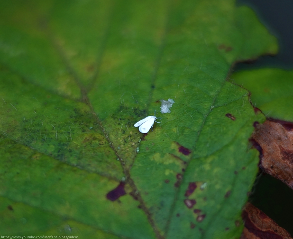 Honeysuckle Whitefly (Aleyrodes lonicerae) A few days ago in a post about the Vinegar Fly (Acletoxenus formosus) I mentioned both the adults and larvae of the fly feed on Whiteflies. <br />
<br />
Coincidentally, The next day I noticed what appeared to be a large speck of white dust, or perhaps a shard of flower petal, land on a leaf close by me. Something about the 'controlled' landing alerted my curiosity so I whipped out the macro lens and discovered the speck was this moth-like insect, its form not visible to my naked eye.<br />
<br />
Despite their appearance and name, Whiteflies (family:Aleyrodidae) are neither a moth nor a fly. They are soft-bodied, flight capable winged insects closely related to aphids and mealybugs and can measure as little as 1-2mms.<br />
<br />
There are 100's of species world-wide and can be found (usually) on the underside of the leaves of a wide variety of plants and commercially grown vegetables etc. where they suck out plant juices and produce honeydew, particularly on new growth. The honeydew can turn into a sooty mould which starves the leaves of light, preventing photosynthesis.<br />
<br />
If subjected to a large invasion of Whitefly feeding, plants can quickly weaken and if unchecked, leaves will drop, the plant's growth may be stunted and they may even die?<br />
<br />
However, they prefer to be indoors and are more of a threat to indoor and greenhouse plants, as well as indoor crops.<br />
<br />
The specimen in the photo above is that of the Honeysuckle Whitefly, which I've deduced both by its proximity to the host plant and by the single descriptive large shaded dot, visible on each wing.<br />
<br />
 Aleyrodes lonicerae,Fall,Geotagged,Honeysuckle Whitefly,United Kingdom