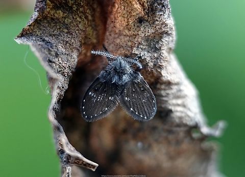 Drain Fly (Clogmia albipunctata) I decided to take a closer look at an plastic bowl I'd left in the garden to fill naturally with water and debris a few months ago, just to see what might have colonised it.

In the bowl were several types of larvae thrashing around, which could be a number of species including mosquito larvae or perhaps the larvae of this Drain fly/Moth fly/Owl midge, etc. etc. which I found perched on a leaf in very close proximity, looking fairly fresh?

Belonging to the 'True fly' family 'Psychodidae', flies with a large number of common names, C albipuntata is one that can be found in drains, bathrooms, sewers and sewers treatment facitlities. Almost, in fact any shallow pool of water.

Mostly nocturnal, I would never have found this specimen had I not been sitting very close by observing the bowl of water described above. 

A common species, nevertheless it's unlikely to be noticed causually or individually, until a swarm is disturbed.

The wings of Drain flies have the most elementary venation of any Diptera species, having little more than a series of parallel veins without crossveins.

Adults live for approx. 12 days, sustaining themselves on water and a little flower nectar, breeding only once. Bathroom Moth Fly,Clogmia albipunctata,Fall,Geotagged,United Kingdom