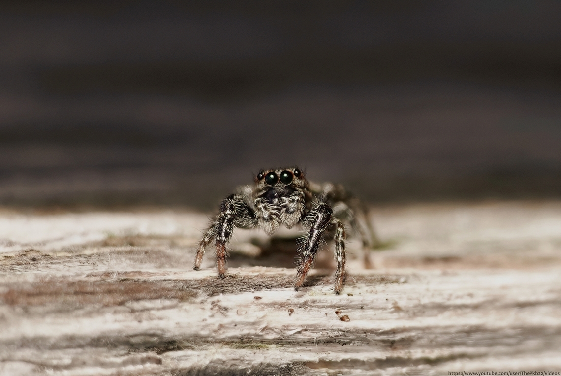 Fence Post Jumping Spider (Marpissa muscosa) Many Jumping spiders are absolutely tiny and difficult to see in full detail with the naked eye.<br />
<br />
Not so with the particularly large and sociable species.<br />
<br />
I hadn't seen one in many years, so I was thrilled to discover this juvenile.<br />
<br />
Discover more here: <section class="video"><iframe width="448" height="282" src="https://www.youtube-nocookie.com/embed/CjHfAwbZEYk?hd=1&autoplay=0&rel=0" frameborder="0" allowfullscreen></iframe></section>                               Fall,Fencepost Jumping Spider,Geotagged,Marpissa muscosa,United Kingdom