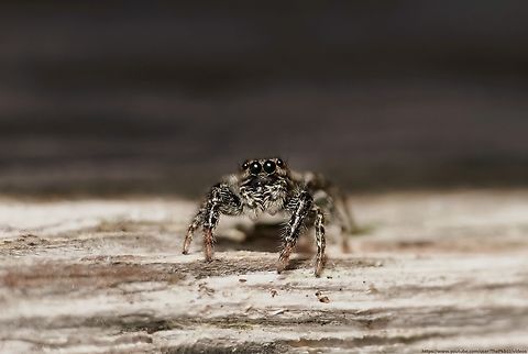 Fence Post Jumping Spider (Marpissa muscosa) Many Jumping spiders are absolutely tiny and difficult to see in full detail with the naked eye.

Not so with the particularly large and sociable species.

I hadn't seen one in many years, so I was thrilled to discover this juvenile.

Discover more here: https://www.youtube.com/watch?v=CjHfAwbZEYk                               Fall,Fencepost Jumping Spider,Geotagged,Marpissa muscosa,United Kingdom