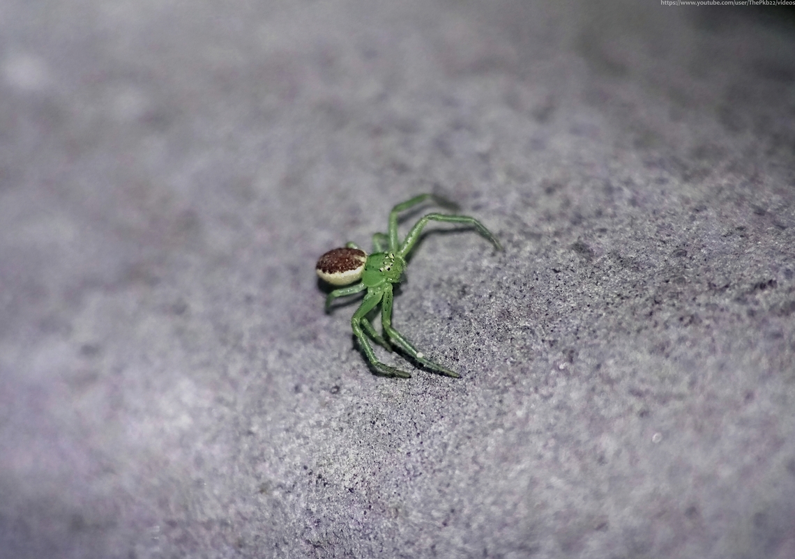 Green Crab Spider (Diaea dorsata) Another wee beastie found on a metal hand rail, this is a small spider (males up to 4mm, females 6-7mm) mostly associated with woodland, where it can be found on bushes, in leaf litter or on trees such as Oak, Box, Yew and various conifers.<br />
<br />
The individual in this photo is a female, lacking two longitudinal lines which run along the carapace of the males and brown-tipped palps.<br />
<br />
This sighting, in mid-November is a fairly late one. While females are occasionally known to persist through to the autumn (peak months for both sexes being May &amp; June) they usually hibernate under tree bark or similar.<br />
<br />
Like the Goldenrod Crab Spider (Misumena vatia) D. dorsata can, over a period of a few days, change its colouring to match its surroundings, although don&#039;t expect this individual to turn silver.      <br />
<br />
In the UK this is generally a southern-based species, where it is widespread. Diaea dorsata,Fall,Geotagged,United Kingdom