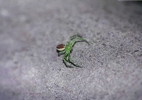 Green Crab Spider (Diaea dorsata) Another wee beastie found on a metal hand rail, this is a small spider (males up to 4mm, females 6-7mm) mostly associated with woodland, where it can be found on bushes, in leaf litter or on trees such as Oak, Box, Yew and various conifers.

The individual in this photo is a female, lacking two longitudinal lines which run along the carapace of the males and brown-tipped palps.

This sighting, in mid-November is a fairly late one. While females are occasionally known to persist through to the autumn (peak months for both sexes being May & June) they usually hibernate under tree bark or similar.

Like the Goldenrod Crab Spider (Misumena vatia) D. dorsata can, over a period of a few days, change its colouring to match its surroundings, although don't expect this individual to turn silver.      

In the UK this is generally a southern-based species, where it is widespread. Diaea dorsata,Fall,Geotagged,United Kingdom