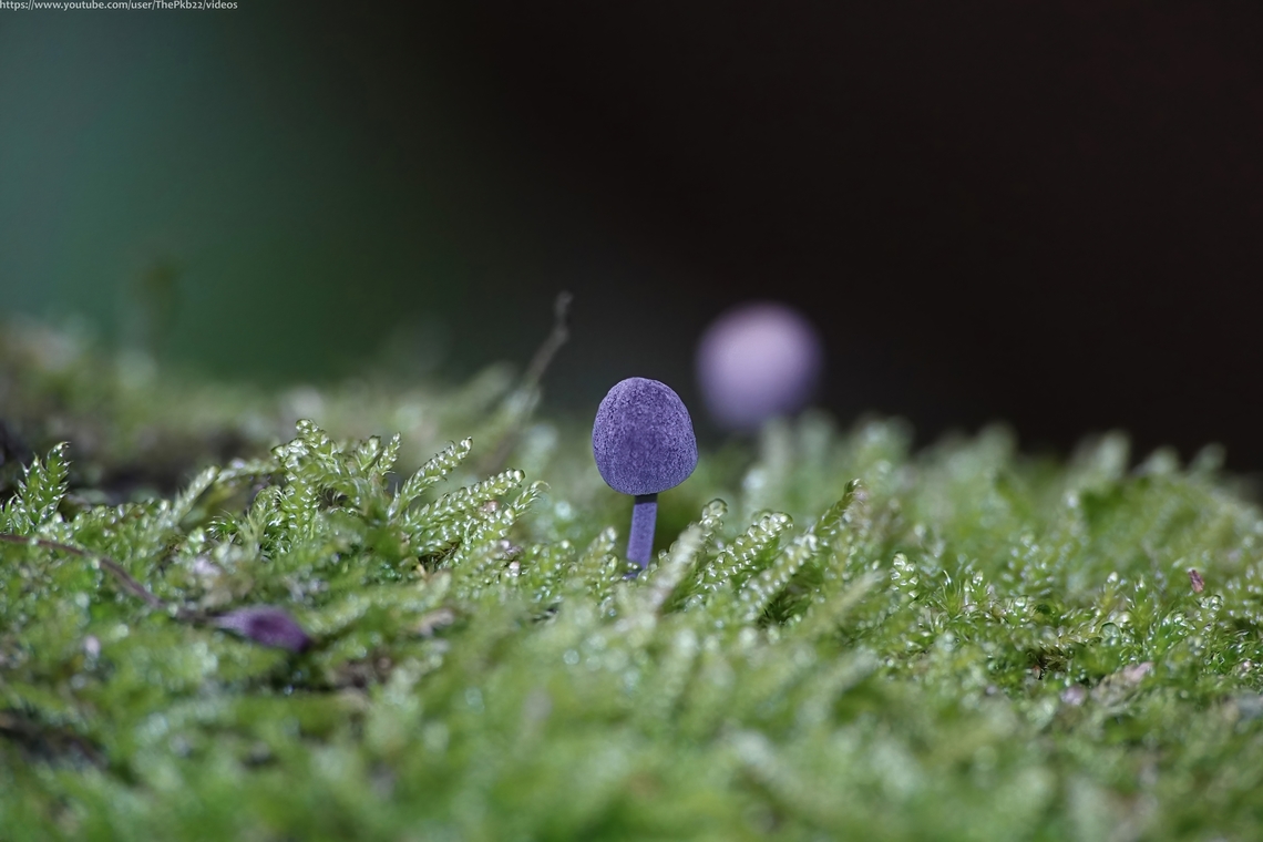 Mycena pseudocorticola Mycena is a large genus of small saprotrophic mushrooms, saprotrophic meaning they obtain their nutrition from non-living organic materials.  As such their role in our environment is absolutely crucial, breaking down and recycling a wide range of organic matter, not just wood.<br />
<br />
Mycena pseudocorticola is a tiny bonnet mushroom (cap width no more than 12mm) sometimes known as the Steely bonnet.<br />
<br />
It can be found primarily during the autumn and winter periods on moss-covered bark of various living deciduous trees.<br />
        Fall,Geotagged,Mycena pseudocorticola,United Kingdom