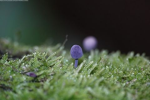 Mycena pseudocorticola Mycena is a large genus of small saprotrophic mushrooms, saprotrophic meaning they obtain their nutrition from non-living organic materials.  As such their role in our environment is absolutely crucial, breaking down and recycling a wide range of organic matter, not just wood.

Mycena pseudocorticola is a tiny bonnet mushroom (cap width no more than 12mm) sometimes known as the Steely bonnet.

It can be found primarily during the autumn and winter periods on moss-covered bark of various living deciduous trees.
        Fall,Geotagged,Mycena pseudocorticola,United Kingdom