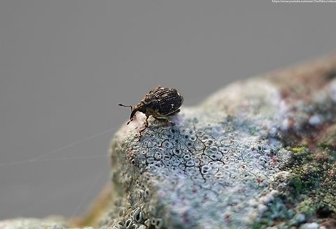 Small Nettle Weevil (Nedyus quadrimaculatus) One of only three known species in the genus Nedyus, and the only one found in Europe.

In the UK it is widespread and common other than in the west country, where records are sparse.

Usually found on nettles, where they can be particularly abundant in the spring if you look closely enough, they can be found through to the first prolonged cold snaps of the autumn, Some adults however, will successfully overwinter and even survive through a second winter.

Mating takes place in early spring, eggs deposited through to early July, and new generation adults appear in the late summer.

Superficially similar to another weevil, 'Parethelcus pollinarius' also found on nettles, distinctive white spots on either side of the elytra, seen in the photo above, is usually enough to separate the two, along with other more subtle differences.

Neither measure more than 3mm in length.                  Fall,Geotagged,Nedyus quadrimaculatus,United Kingdom