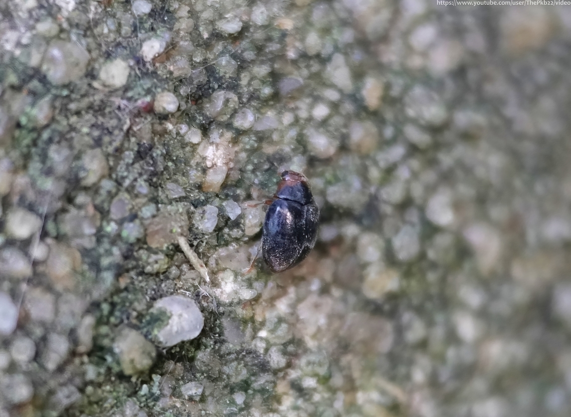 Red-rumped Ladybird (Scymnus haemorrhoidalis) This is a  scarce but sometimes locally abundant ladybird whicvh reaches no more than 2.2mm in length.<br />
<br />
Visually, it&#039;s very similar to other Scymnus species such as the Red-flanked Scymnus (Scymnus interruptus) and the  Angle-spotted Scymnus (Scymnus frontalis) but is the only one with broad reddish-brown patches at rear of the elytra, just visible here. It also has a similarly coloured head and hairs on the otherwise darkened body.<br />
<br />
Usually associated with damp habitats including bogs, damp grassland, water margins and marshland.<br />
<br />
S haemorrhoidalis feeds largely on aphids on low vegetation, which is where it&#039;s likely to overwinter. Fall,Geotagged,Ladybird,Red-rumped Scymnus,Scymnus haemorrhoidalis,United Kingdom