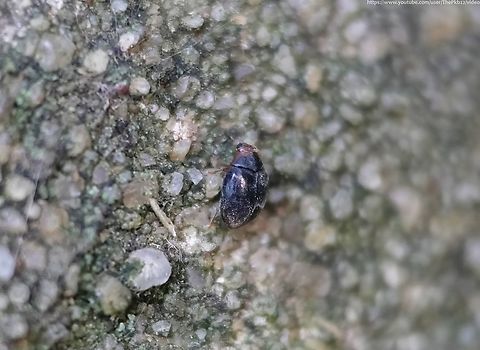 Red-rumped Ladybird (Scymnus haemorrhoidalis) This is a  scarce but sometimes locally abundant ladybird whicvh reaches no more than 2.2mm in length.

Visually, it's very similar to other Scymnus species such as the Red-flanked Scymnus (Scymnus interruptus) and the  Angle-spotted Scymnus (Scymnus frontalis) but is the only one with broad reddish-brown patches at rear of the elytra, just visible here. It also has a similarly coloured head and hairs on the otherwise darkened body.

Usually associated with damp habitats including bogs, damp grassland, water margins and marshland.

S haemorrhoidalis feeds largely on aphids on low vegetation, which is where it's likely to overwinter. Fall,Geotagged,Ladybird,Red-rumped Scymnus,Scymnus haemorrhoidalis,United Kingdom