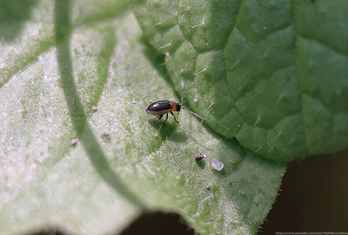 Leaf Beetle (Longitarsus dorsalis) Small enough to be mistaken for an aphid among low vegetation, in fact this is an attractive and distinctive little leaf beetle, no more than a few mms in length of which I&#039;ve noticed many in the garden in the last couple of months<br />
<br />
Read more here: <section class="video"><iframe width="448" height="282" src="https://www.youtube-nocookie.com/embed/Nb8t9Qn5Om0?hd=1&autoplay=0&rel=0" frameborder="0" allowfullscreen></iframe></section><br />
<br />
                                Fall,Geotagged,Longitarsus dorsalis,United Kingdom