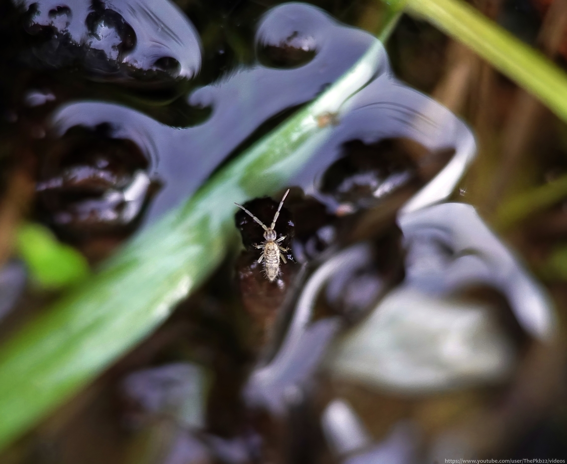 Springtail (Entomobrya intermedia) There are so many springtails around us, there can be up to 10,000 in just one square metre of soil, yet most of us are probably blissfully unaware of their presence.<br />
<br />
These tiny ancient hexapods play a crucial role in soil health, yet some would convince us they are pests!<br />
<br />
See this springtail springing and read more about how it does it, here: <section class="video"><iframe width="448" height="282" src="https://www.youtube-nocookie.com/embed/nPjykqxDw7M?hd=1&autoplay=0&rel=0" frameborder="0" allowfullscreen></iframe></section> Fall,Geotagged,United Kingdom