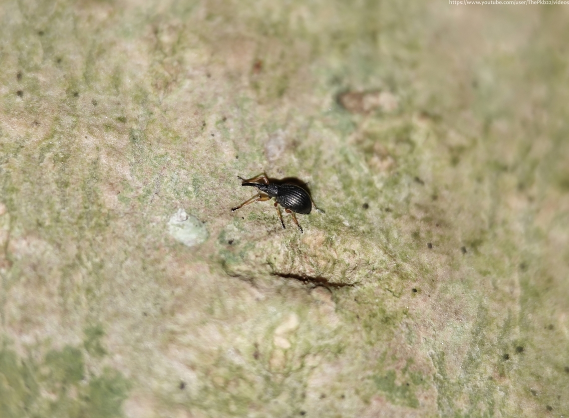 White Clover Seed Weevil (Protapion fulvipes) This is one of those &quot;common&quot; species one is unlikely to find unless paying close attention to what that speck might be on that pice of vegetation or in this case, bark, or perhaps do a net sweep for insects?<br />
<br />
P. fulvipes is losely associated with various species of clover, but especially Trifolium repens L. (White clover) as the name suggests.<br />
<br />
At approx. 2mm in length this species can be separated from other Protapion species by the pale-coloured tibiae and similarly pale appearance of the base segments of the antennae. <br />
What appears to be a black body in the photo is in fact a dark shade of green.<br />
<br />
There are around 50 species in the genus of which 12 occur in the UK.<br />
<br />
Adults can be found all year, with numbers peaking in the spring where they can usually be found in the developing flower buds of host species where eggs are laid and, about 10 days later, larvae will hatch and feed.<br />
<br />
Around 30 days later, after 10 days of pupation adults will emerge but remain on the host plant until the autumn when they fly, sometimes in large numbers, to a different tree or shrub, before most of them overwinter in leaf litter.<br />
<br />
 Geotagged,Protapion fulvipes,United Kingdom,Winter