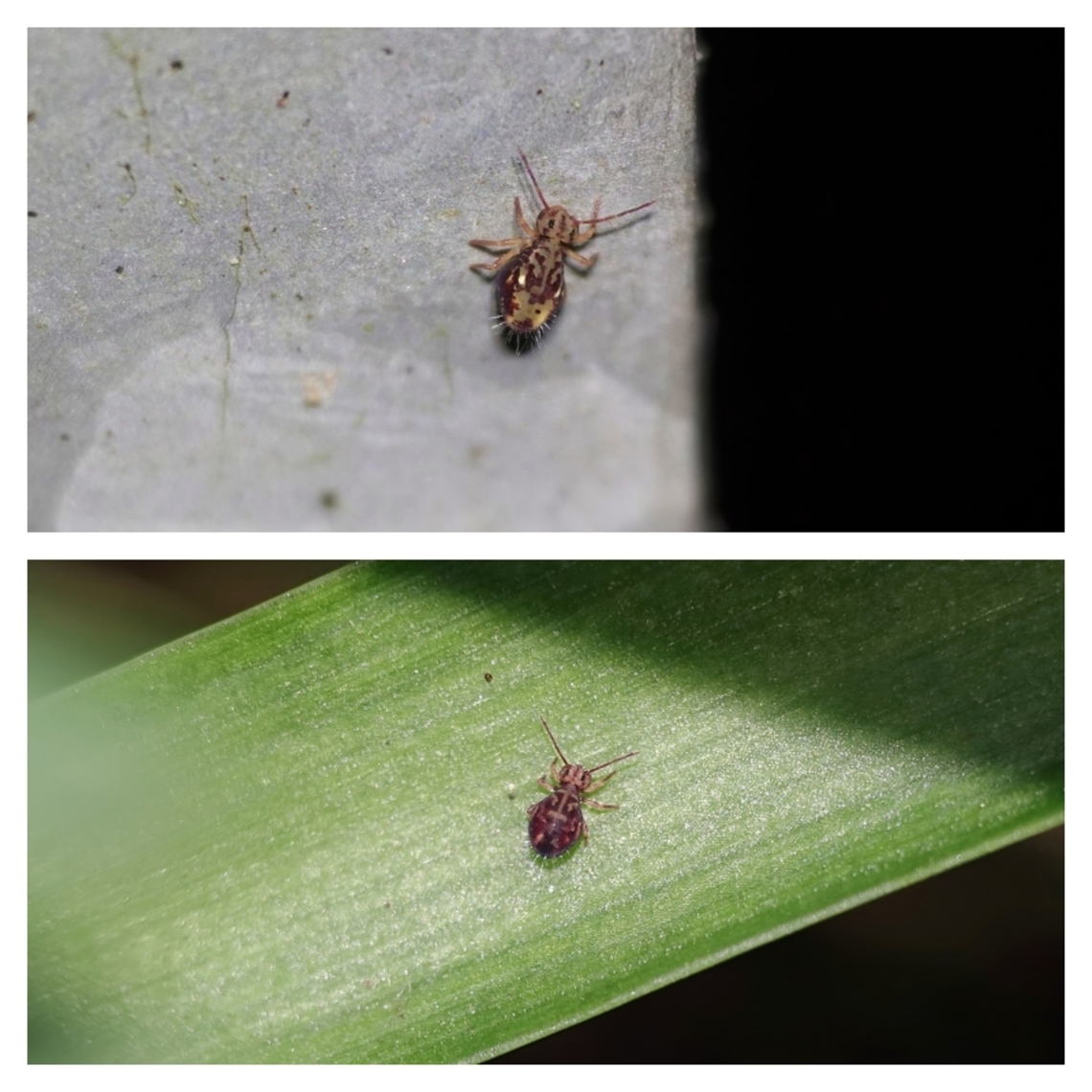 Springtail (Dicyrtomina saundersi) The collage above actually represents two separate species of globular springtail, to follow up my recent posting of a linear springtail 'Entomobrya intermedia'.<br />
<br />
One of the images above is 'Dicyrtomina saundersi' while the other is 'Dicyrtomina ornata'.<br />
<br />
To find out which is which, and to view footage of both species, watch this clip on YouTube, where details can be found in the accompanying commentary.<br />
<br />
<section class="video"><iframe width="448" height="282" src="https://www.youtube-nocookie.com/embed/UpAteTESAnA?hd=1&autoplay=0&rel=0" frameborder="0" allowfullscreen></iframe></section> Dicyrtomina saundersi,Geotagged,United Kingdom