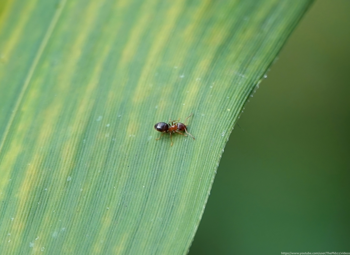 Brown Tree Ant (Lasius brunneus) A Nationally Notable 'A' species (nationally scarce) who's range is limted to the southern and central England, with just a single record close to where I found this specimen.<br />
<br />
It has a close likeness to a couple of other Lasius species and at the time I think I assumed it was Lasius niger? With closer inspection the reddish/brown head is an ID giveaway.<br />
<br />
The individual above was a particularly unusual find in that L. brunneus is rarely seen away from its host tree (usually a mature Oak, but others may also feature) or even on the tree itself, given that much of its activity takes place beneath the bark, within its host. The nest, with a single Queen, will be located deep within either the roots or the tree itself. <br />
<br />
In the wild L. brunnius predominently feeds on the excreta of the aphids it tends (and occasionally that of other insects) found on the bark and leaves of the host tree. In captivity however, they adapt extremely well to feed on a variety of insects; fruit flies, crickets &amp; mealworms.&nbsp;<br />
<br />
Mating flights occure in June through to early July when conditions are suitable. Geotagged,Lasius brunneus,Summer,United Kingdom