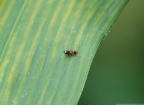 Brown Tree Ant (Lasius brunneus) A Nationally Notable 'A' species (nationally scarce) who's range is limted to the southern and central England, with just a single record close to where I found this specimen.

It has a close likeness to a couple of other Lasius species and at the time I think I assumed it was Lasius niger? With closer inspection the reddish/brown head is an ID giveaway.

The individual above was a particularly unusual find in that L. brunneus is rarely seen away from its host tree (usually a mature Oak, but others may also feature) or even on the tree itself, given that much of its activity takes place beneath the bark, within its host. The nest, with a single Queen, will be located deep within either the roots or the tree itself. 

In the wild L. brunnius predominently feeds on the excreta of the aphids it tends (and occasionally that of other insects) found on the bark and leaves of the host tree. In captivity however, they adapt extremely well to feed on a variety of insects; fruit flies, crickets & mealworms.&nbsp;

Mating flights occure in June through to early July when conditions are suitable. Geotagged,Lasius brunneus,Summer,United Kingdom