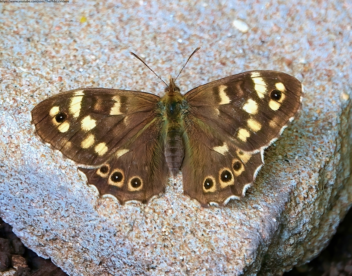 Speckled Wood Butterfly (Pararge aegeria) Not a rare species today, having made a spectacular comeback following a dramatic collapse in numbers during the early years of the 20th century.<br />
<br />
The specific reason for this post lies in the accompanying video in which you can witness one of P aegeria&#039;s unusual behavioural traits, of which it has several.<br />
<br />
The behaviour shown in the clip is called &#039;thanatosis&#039;.<br />
<br />
If you don&#039;t know what that is, or simply want to watch &#039;thanatosis&#039; in &#039;action&#039; (&quot;or not&quot;, he says with a knowing smile) click here: <section class="video"><iframe width="448" height="282" src="https://www.youtube-nocookie.com/embed/_lEg67f6zQM?hd=1&autoplay=0&rel=0" frameborder="0" allowfullscreen></iframe></section><br />
<br />
              Geotagged,Pararge aegeria,Speckled Wood,Spring,United Kingdom