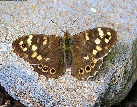 Speckled Wood Butterfly (Pararge aegeria) Not a rare species today, having made a spectacular comeback following a dramatic collapse in numbers during the early years of the 20th century.

The specific reason for this post lies in the accompanying video in which you can witness one of P aegeria's unusual behavioural traits, of which it has several.

The behaviour shown in the clip is called 'thanatosis'.

If you don't know what that is, or simply want to watch 'thanatosis' in 'action' ("or not", he says with a knowing smile) click here: https://www.youtube.com/watch?v=_lEg67f6zQM

              Geotagged,Pararge aegeria,Speckled Wood,Spring,United Kingdom