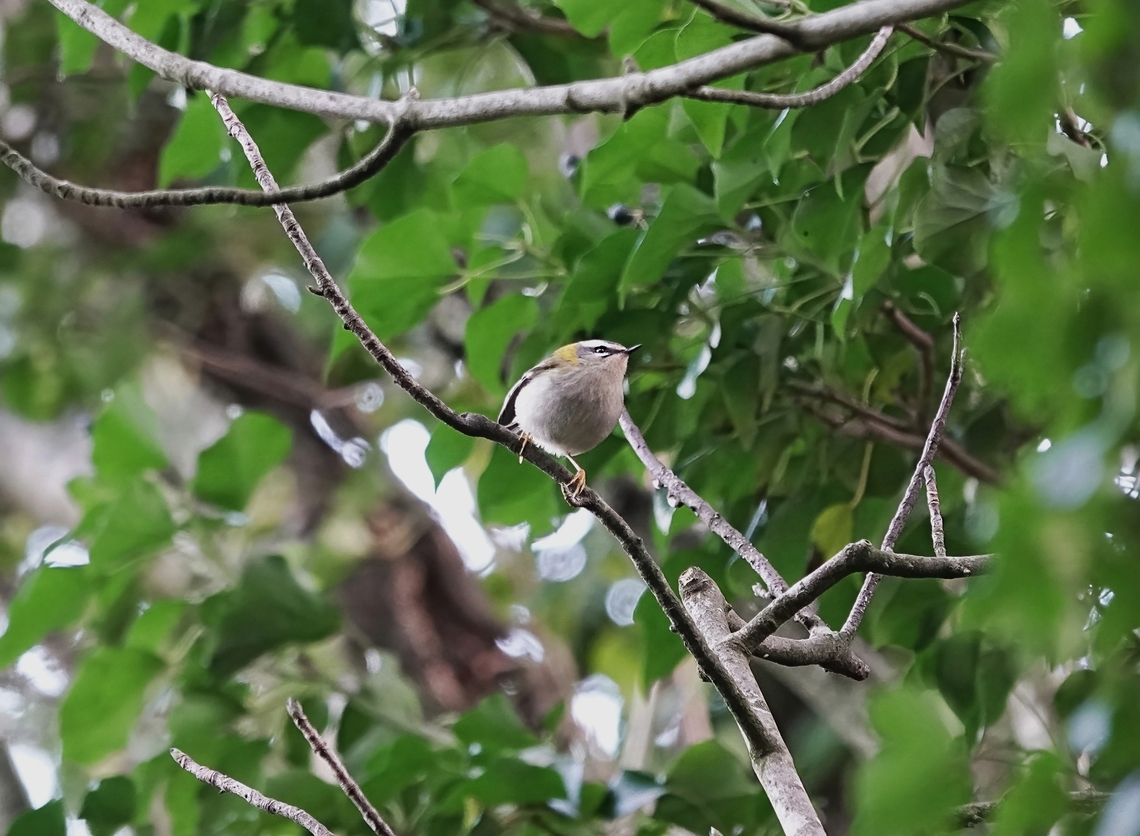 Firecrest (Regulus ignicapilla) An exciting moment for me when this single image came up on my PC screen and I could tell for sure I&#039;d snapped my first Firecrest after years of searching.<br />
<br />
Still an uncommon species in the UK with estimates of resident pairs ranging between 600 and 2,000 pairs in the south eastern corner of England, supplemented with variable numbers of winter migrants, predominently along the east and south/south western coastline.<br />
<br />
Like the very similar-looking Goldcrest, this is a passerine bird in the &#039;Kinglet&#039; family. Between them they vie for the title of smallest bird in Europe, the Firecrest measuring a mere 9 cm long and weighing just 5 grams. The Goldcrest just about wins that title.<br />
<br />
This isn&#039;t a bird you&#039;re likely to notice unless you&#039;re actively looking for it and even then it&#039;s very difficult. Being so small, it loses heat easily and is almost constantly moving among trees in evergreen woodland and in low vegetation looking for small arthropods with soft cuticles, such as springtails, aphids, spiders and other small insects to feed upon. Sometimes it imbeds itself in flocks of Blue Tits, making it even more difficult to spot.<br />
<br />
And even when you think you may have spotted one, given it&#039;s likely to be a blur, telling it apart from a Goldcrest is tough in real time.<br />
<br />
An exception to this if you&#039;re lucky is, during the mating season, the male can sometimes be spotted calling from a tree branch displaying his colourful crest.<br />
<br />
An interesting fact: the latin scientific name &#039;Regulus ignicapilla&#039; roughly translates as &#039;The fire-capped little king&#039;.<br />
<br />
<br />
               Common firecrest,Geotagged,Regulus ignicapilla,United Kingdom,Winter