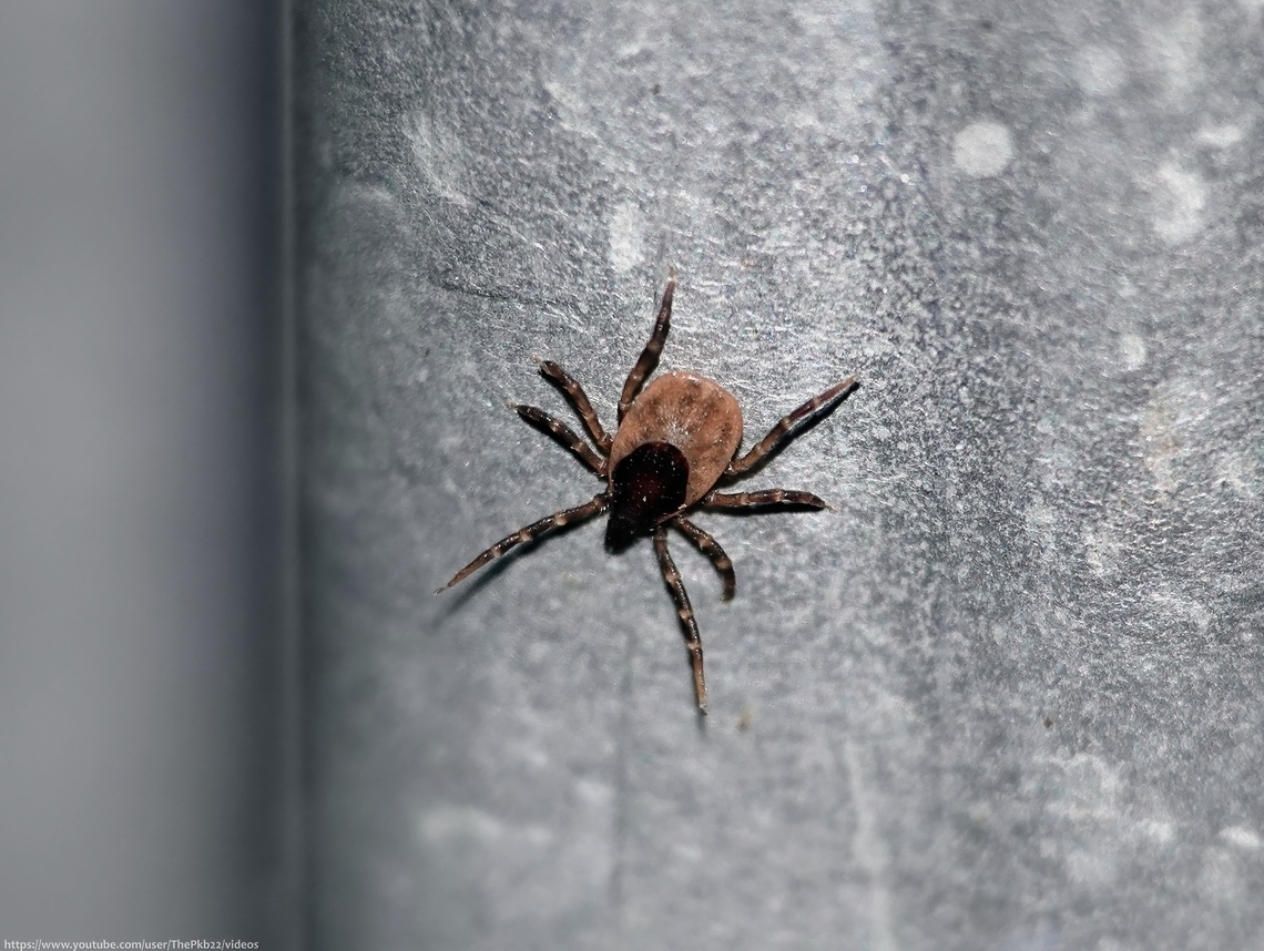 Common Sheep Tick (Ixodes Ricinus) It took me a short while to work out what I was looking at, having spotted this '8-legged, but clearly not a spider' individual on one of my regular searches of nearby metal fencing, I've mentioned before.<br />
<br />
When it dawned on me, there was a little instinctive shiver because let's face it, ticks have a distinctly dodgy image problem and I would never recommend cuddling one.<br />
<br />
However, they have their lives to lead, and to read how they lead them, head to this video on YouTube:     <section class="video"><iframe width="448" height="282" src="https://www.youtube-nocookie.com/embed/Ayozaz9ETj4?hd=1&autoplay=0&rel=0" frameborder="0" allowfullscreen></iframe></section>                       Castor Bean Tick,Geotagged,Ixodes ricinus,United Kingdom,Winter