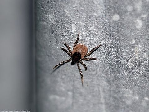 Common Sheep Tick (Ixodes Ricinus) It took me a short while to work out what I was looking at, having spotted this '8-legged, but clearly not a spider' individual on one of my regular searches of nearby metal fencing, I've mentioned before.

When it dawned on me, there was a little instinctive shiver because let's face it, ticks have a distinctly dodgy image problem and I would never recommend cuddling one.

However, they have their lives to lead, and to read how they lead them, head to this video on YouTube:     https://www.youtube.com/watch?v=Ayozaz9ETj4                       Castor Bean Tick,Geotagged,Ixodes ricinus,United Kingdom,Winter