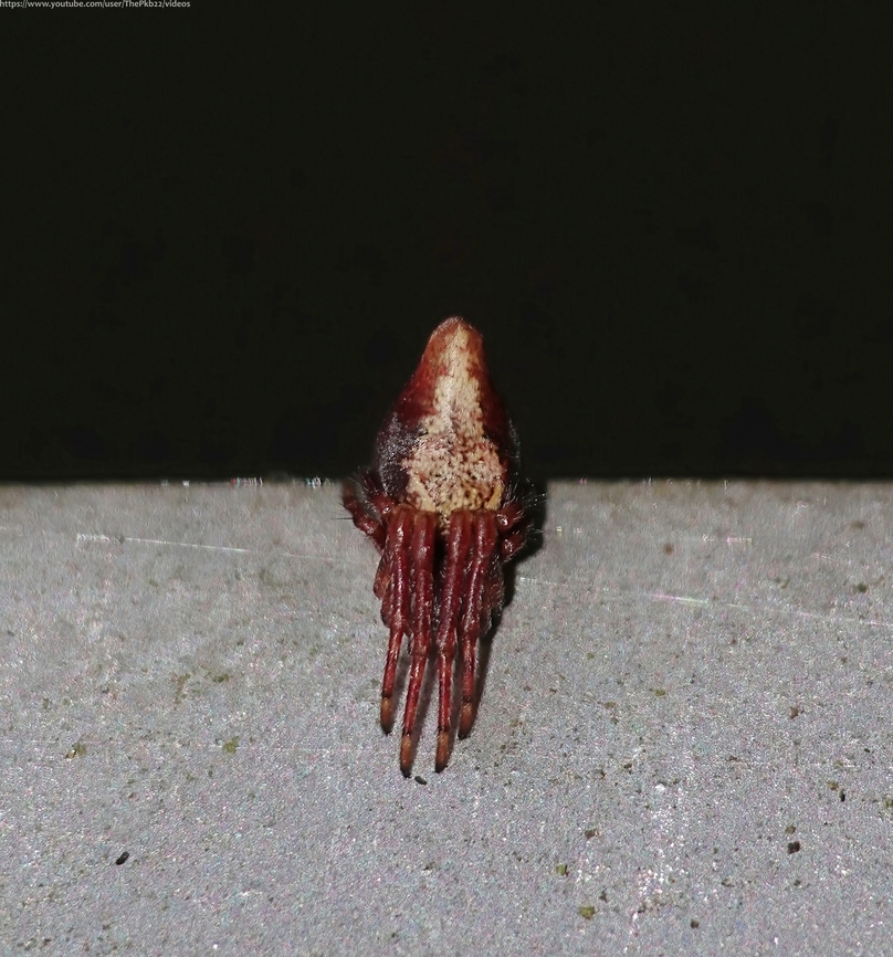 Trashline Spider 'Cyclosa conica' As one can see from the photograph (it&#039;s that fencing again) this orb weaver spider has a distinctive conical pear-shaped body that makes its identification relatively easy. <br />
<br />
The pose it&#039;s adopting is also one in which has a particular purpose.<br />
<br />
&#039;Trashline spiders&#039; strap food items and waste to an extra thick silk line running through their webs, top to bottom, in the centre of which they sit, legs folded as above, looking for all the world like a random dead insect or food waste, ready to immediately grab anything unfortunate enough to get entangled.<br />
<br />
They also adopt this pose in another example of &#039;thanatosis&#039; blending in with this debris and feigning death when disturbed.<br />
<br />
Widespread but localised in the UK, C conica is predominantly found on evergreen shrubs in dark and damp woodland areas, with a peak season of April to late June.<br />
<br />
                                Cyclosa conica,Geotagged,United Kingdom,Winter
