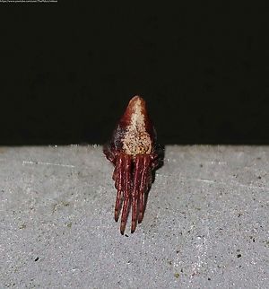 Trashline Spider 'Cyclosa conica' As one can see from the photograph (it's that fencing again) this orb weaver spider has a distinctive conical pear-shaped body that makes its identification relatively easy. 

The pose it's adopting is also one in which has a particular purpose.

'Trashline spiders' strap food items and waste to an extra thick silk line running through their webs, top to bottom, in the centre of which they sit, legs folded as above, looking for all the world like a random dead insect or food waste, ready to immediately grab anything unfortunate enough to get entangled.

They also adopt this pose in another example of 'thanatosis' blending in with this debris and feigning death when disturbed.

Widespread but localised in the UK, C conica is predominantly found on evergreen shrubs in dark and damp woodland areas, with a peak season of April to late June.

                                Cyclosa conica,Geotagged,United Kingdom,Winter
