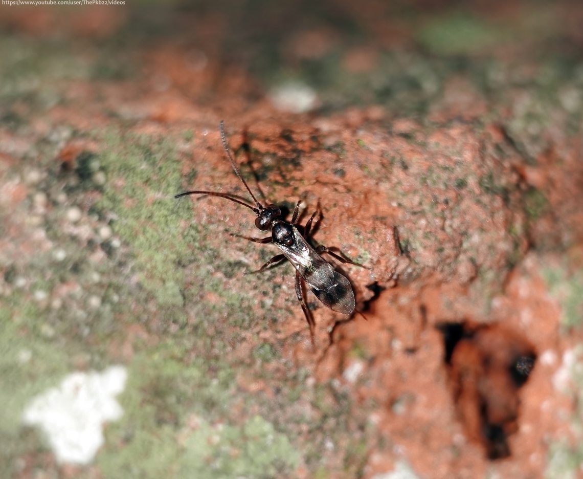 Ichneumon Wasp 'Gelis areator' I wasn't expecting to see much in the garden on a bright but chilly January day and that was pretty much the case. <br />
<br />
Perhaps that's why I noticed this tiny ant-mimic Gelis wasp moving around by the side of my pond?<br />
<br />
Fortunately, it's one of the relatively few Gelis wasps just about identifiable from a photograph that shows certain identifying markers.<br />
<br />
To find out what that is in this instance, read the information alongside this video footage: <section class="video"><iframe width="448" height="282" src="https://www.youtube-nocookie.com/embed/Y9rb9RcJ5Xc?hd=1&autoplay=0&rel=0" frameborder="0" allowfullscreen></iframe></section>                          Gelis areator,Geotagged,United Kingdom,Winter