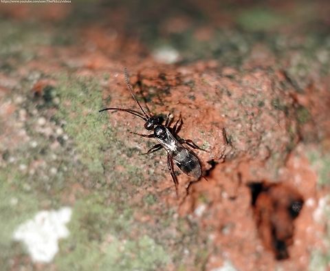 Ichneumon Wasp 'Gelis areator' I wasn't expecting to see much in the garden on a bright but chilly January day and that was pretty much the case. 

Perhaps that's why I noticed this tiny ant-mimic Gelis wasp moving around by the side of my pond?

Fortunately, it's one of the relatively few Gelis wasps just about identifiable from a photograph that shows certain identifying markers.

To find out what that is in this instance, read the information alongside this video footage: https://youtu.be/Y9rb9RcJ5Xc                          Gelis areator,Geotagged,United Kingdom,Winter