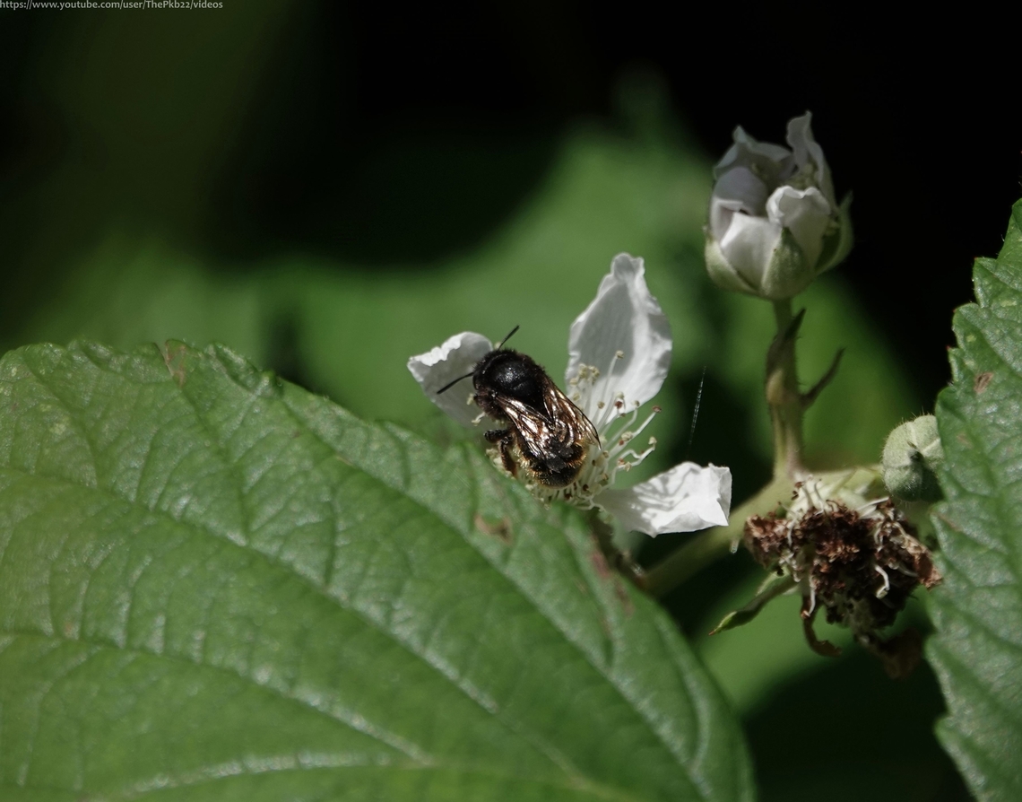 Four-banded Flower bee (Anthophora quadrimaculata) There are five species of flower bees in the UK one of which A. retusa has declined so much it&#039;s now very rare.<br />
<br />
All four of the other species popped by the garden last year, the common Hairy-footed Flower bee (A. plumipes) and the Green-eyed Flower bee (A. bimaculata) I have already featured here on Jungledragon.<br />
<br />
A. quadrimaculata is a pretty scarce species with a range in the UK restricted to the south east. <br />
<br />
It has a preference for flower-filled gardens, with a particular liking of lamiates such as cat-mints and garden lavenders. <br />
<br />
Luckily for me, it also occurs on chalk downland and on soft-rock cliffs foraging on flowers such as Black Horehound, between early June and August.<br />
<br />
Prioducing a single generation each year, small aggregations of nests have been found on sandy ground, banks and cliffs, clay and stone walls, and between mortar joints of walls.<br />
<br />
Just the Fork-tailed Flower bee (A. furcata) to come.<br />
 Anthophora quadrimaculata,Four-banded Flower Bee,Geotagged,Summer,United Kingdom