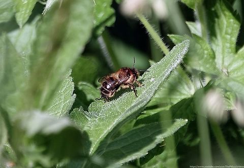 Fork-tailed Flower Bee (Anthophora furcata) This is the fourth and final species of Flower bee I'm ever likely to see in the garden.

All flower bee species can be seperated on sight from other bees by their distinctive flying style, alternating between hovering over a flower or hyperactively zipping about at speed, emitting a shrill-like buzzing sound as they go.

This is the mid-sized species of the five. Both sexes are largely brownish in appearance. Males have characteristic yellow faces with relatively little hair, while females can be identified by a shock of reddish hairs at the tip of the abdomen and their densely-furred hind legs.

Like all the Flower bees, Anthophora furcata have long tongues to feed on deep, tubular flowers, predominantly in this species, the flowers of various 'Dead nettles'.

On the wing from May to late August, males can often be found patrolling the tops of flowers searching for a mate. 

Females prepare nests in dead wood and use compacted wood dust to line them. Each nest contains a number of sealed nest cells, each containing an egg provisioned with pollen and nectar.

A furcata is more nationally widespread than the other southern-based flower bees, but not as numerous as The Hairy-footed Flower bee (A. plumipes) is in its geographical range. Anthophora furcata,Fork-tailed Flower Bee,Geotagged,Spring,United Kingdom