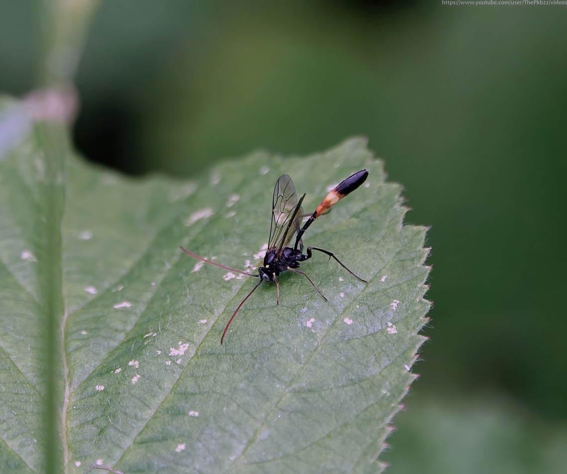 Ichneumon Wasp 'Heinrichiella obscura' (formerly Hellwigia obscura) I posted details of this wasp back in September 2022, once it had been confirmed my sightings in both August and September of that year represented the first UK records of both the Genus and the species.<br />
<br />
Yesterday, during a long and ongoing &#039;tidying up&#039; of files on my PC, I discovered I&#039;d both photographed and filmed the species as early as 9th June in the same location. <br />
<br />
The photos were clearer and the video quite brief, but having seen various individuals in the same field over a three month period, strongly suggests the possibility of a resident population.<br />
<br />
You can view the video here: <section class="video"><iframe width="448" height="282" src="https://www.youtube-nocookie.com/embed/Q1LgWN5uBKc?hd=1&autoplay=0&rel=0" frameborder="0" allowfullscreen></iframe></section> Geotagged,Heinrichiella obscura,Spring,United Kingdom