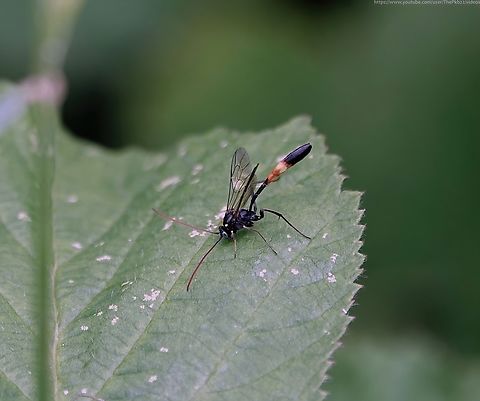 Ichneumon Wasp 'Heinrichiella obscura' (formerly Hellwigia obscura) I posted details of this wasp back in September 2022, once it had been confirmed my sightings in both August and September of that year represented the first UK records of both the Genus and the species.

Yesterday, during a long and ongoing 'tidying up' of files on my PC, I discovered I'd both photographed and filmed the species as early as 9th June in the same location. 

The photos were clearer and the video quite brief, but having seen various individuals in the same field over a three month period, strongly suggests the possibility of a resident population.

You can view the video here: https://www.youtube.com/watch?v=Q1LgWN5uBKc Geotagged,Heinrichiella obscura,Spring,United Kingdom