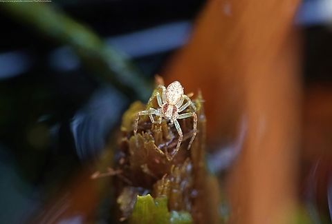 White Running Spider (Philodromus albinus) The ID of this tiny white spider must be taken as 'likely', not definitive.

Philodromus rufus was recently split into two species, separated only by dissection and genital inspection. 

However, whereas P. albinus is sometimes locally commoin throughout the south east of the UK, P rufus appears to have a far more restricted range, predominently in London and parts of Essex. 

Although I found this tiny juvenile on vegetation in my pond, the majority of records are from trees or bushes at the edge of clearings or in hedgerows.

Spray drift from the use of pesticides on crops is likely to affect the survival of this spider, as well as many other invertebrates, where arable fields are adjacent to woodland or hedgerows.             Geotagged,Philodromus albidus,Philodromus albinus,United Kingdom,Winter