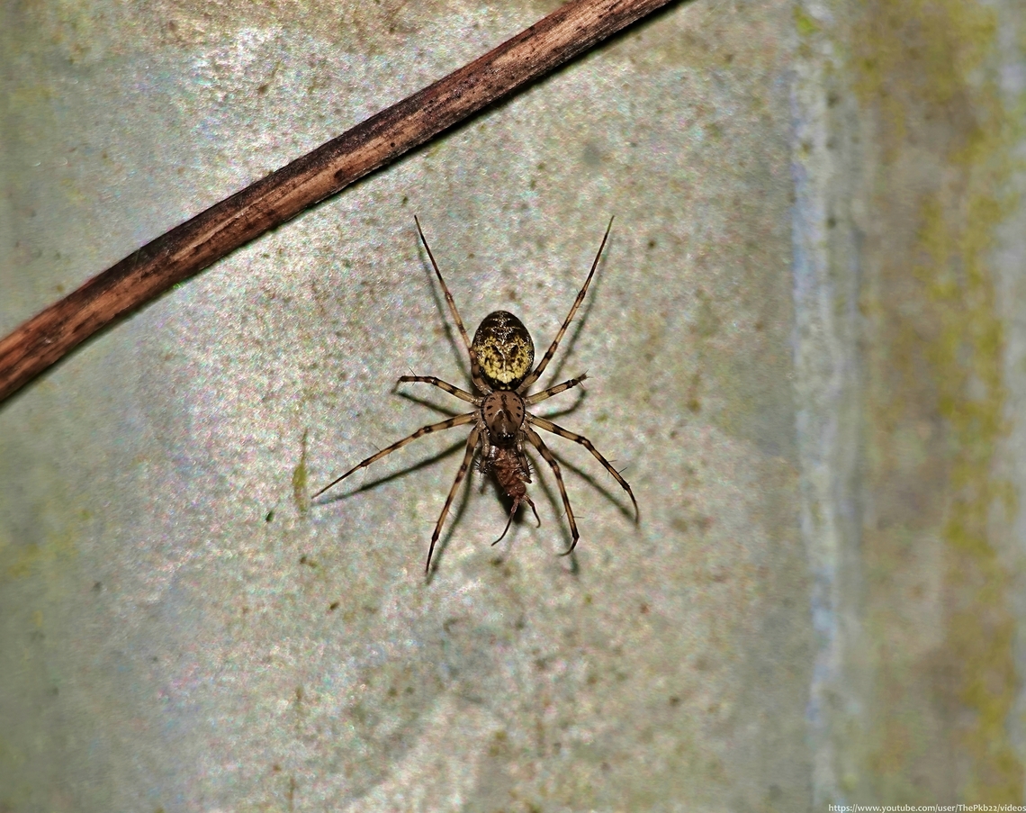 Invisible Spider&nbsp;(Drapetisca socialis) "Now you see it. Now you still see it - just"!<br />
<br />
D. socialis is a very small spider (upto 3mm) with a mottled body and striped legs that provide effective camouflage on the bark of a variety of trees, (predominently Beech) where, with close inspection, it can often be found seemingly resting on the tree surface.<br />
<br />
This is however, highly deceptive. <br />
<br />
In fact, females construct a barely visible web, very finely threaded, covering an area of about 6 x 4 cm2, which lies almost flat against the tree surface. It is on this web, rather than the tree surface itself, where the spiders actually perch. It's also where females will wait to be approached by a suitable male for courtship to be initiated. <br />
<br />
Reasonably common and widespread, adults are most evident in the autumn, but like this individual, can be found right through to early January or even later, with some suspected of overwintering successfully.<br />
<br />
 Drapetisca socialis,Geotagged,United Kingdom,Winter