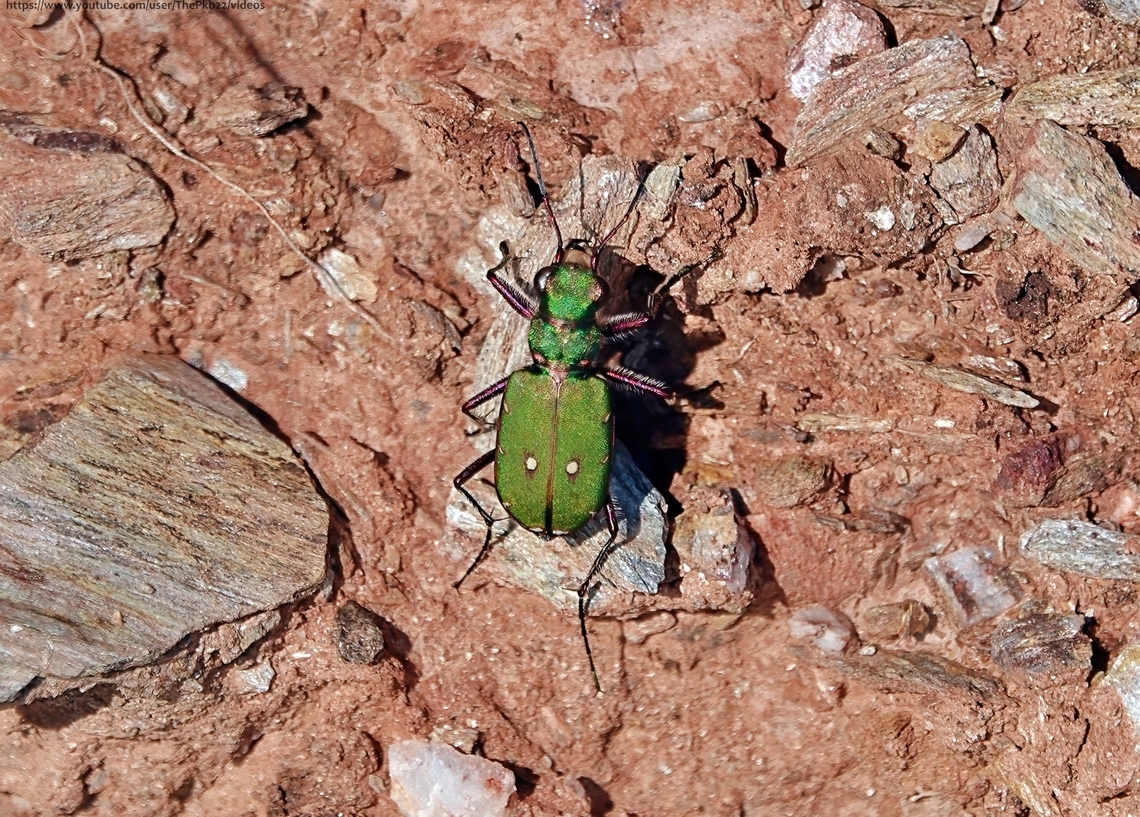 Green Tiger Beetle (Cicindela campestris) Fabulous, fast and ferocious, what's not to like about the Green Tiger beetle? <br />
<br />
Unless of course you're an unfortunate insect that finds itself in the grip of the powerful jaws from which Tiger beetles get their name.<br />
<br />
And when I say fast, I mean fast as this video amply demonstrates: <section class="video"><iframe width="448" height="282" src="https://www.youtube-nocookie.com/embed/X4iYQF3oE-c?hd=1&autoplay=0&rel=0" frameborder="0" allowfullscreen></iframe></section><br />
               Cicindela campestris,Geotagged,Green Tiger Beetle,Spring,United Kingdom