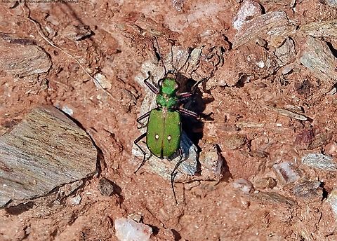 Green Tiger Beetle (Cicindela campestris) Fabulous, fast and ferocious, what's not to like about the Green Tiger beetle? 

Unless of course you're an unfortunate insect that finds itself in the grip of the powerful jaws from which Tiger beetles get their name.

And when I say fast, I mean fast as this video amply demonstrates: https://youtu.be/X4iYQF3oE-c
               Cicindela campestris,Geotagged,Green Tiger Beetle,Spring,United Kingdom