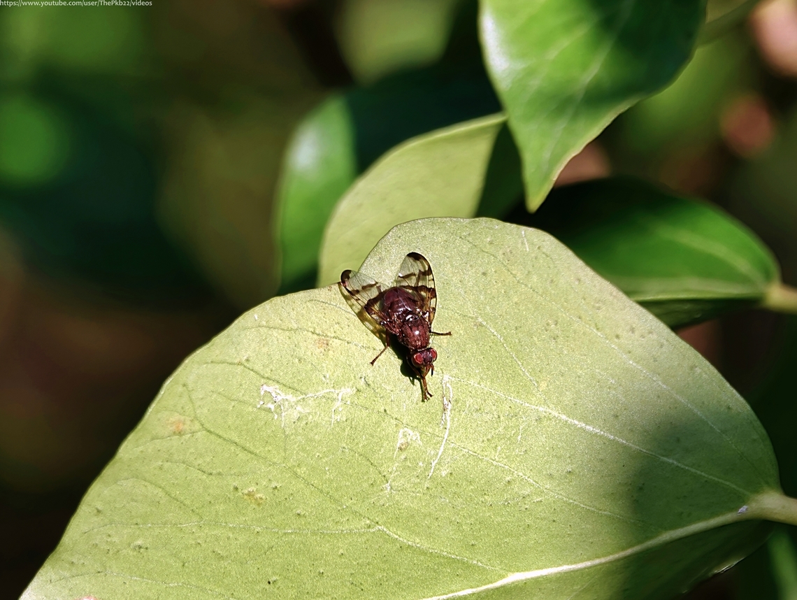 Tephritid Fruit Fly (Chetostoma curvinerve) Although there's evidence this fly is becoming a little more wide-spread in the UK, records remain very sparse.<br />
<br />
Nevertheless, it's an attractive and distinctive species which should be relatively easy to spot when and where it appears?<br />
<br />
The males have an unusual feature which you can read about here: <section class="video"><iframe width="448" height="282" src="https://www.youtube-nocookie.com/embed/RF4XhqjHnwE?hd=1&autoplay=0&rel=0" frameborder="0" allowfullscreen></iframe></section>            Chetostoma curvinerve,Geotagged,United Kingdom,Winter