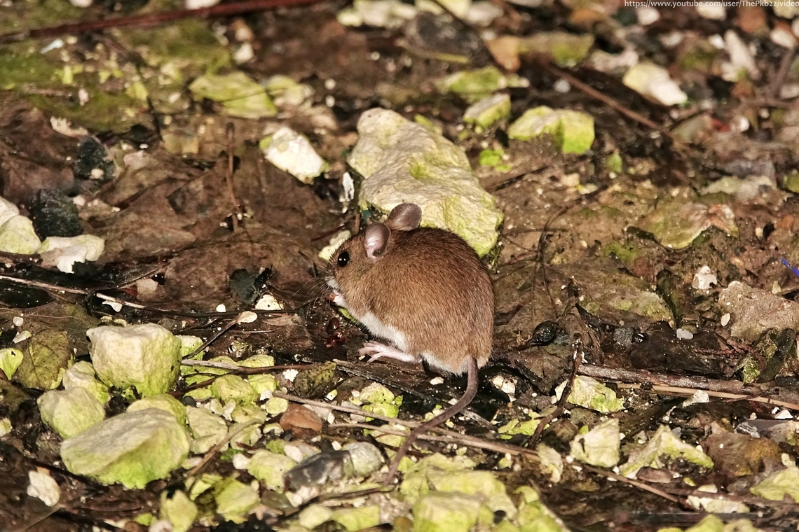 Wood Mouse (Apodemus sylvaticus) An irresistable friend I&#039;ve featured before, But this little cutie has even more fascinating and remarkable characteristics just begging to be written about.<br />
<br />
You can do that here: <section class="video"><iframe width="448" height="282" src="https://www.youtube-nocookie.com/embed/rp0AerUjizI?hd=1&autoplay=0&rel=0" frameborder="0" allowfullscreen></iframe></section><br />
                              Apodemus sylvaticus,Geotagged,Spring,United Kingdom,Wood mouse