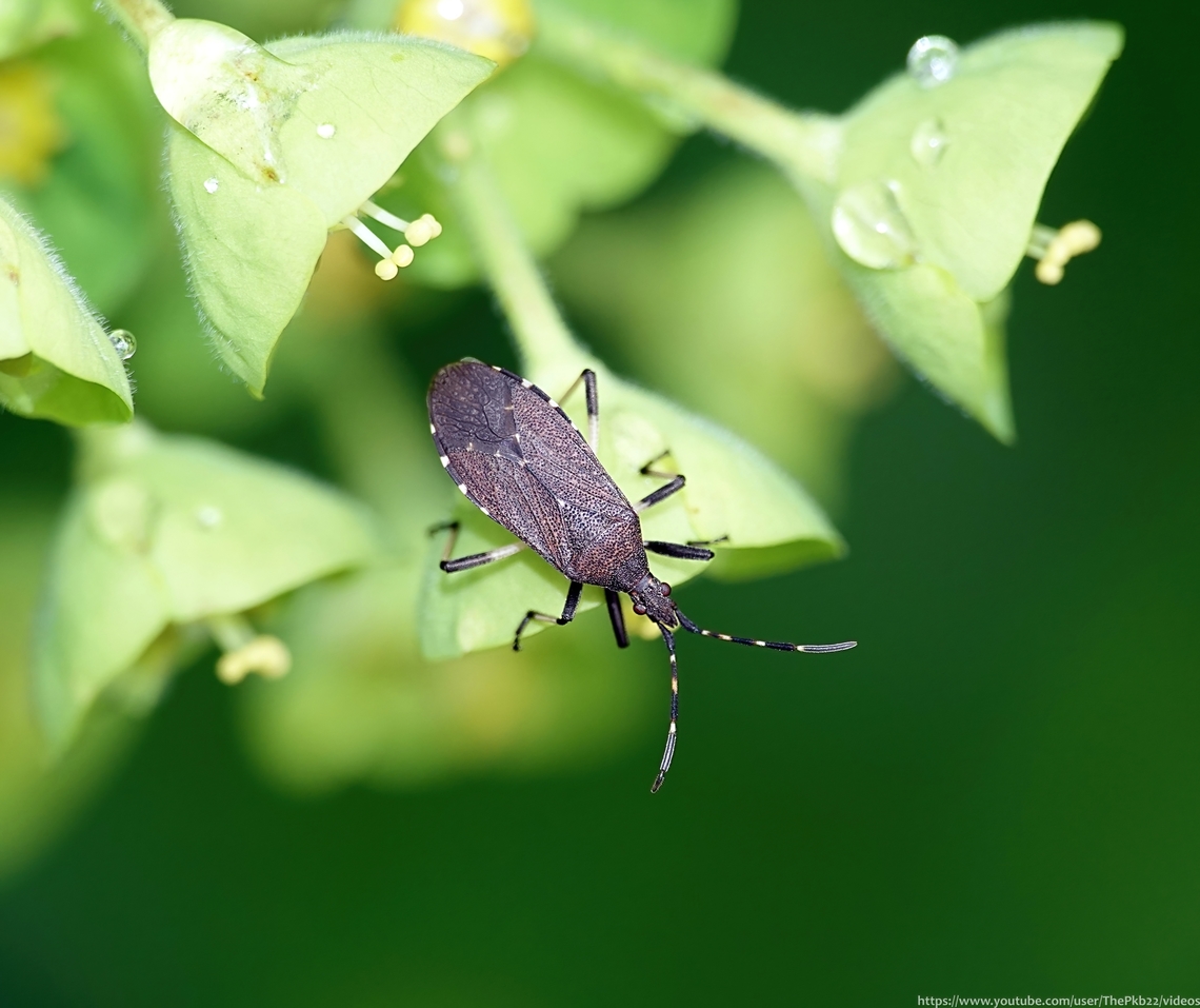 Spurgebug (Dicranocephalus medius) I have no idea how many insects I've observed in my garden over the past 23 years, but it must be many thousands? Yet sometimes, you know the second you spot something that you've never seen it before.<br />
<br />
Thus was the case with this Nationally Notable B (scarce) species, today.<br />
<br />
Spurgebugs (Family:Stenocephalidae, Genus: Dicranocephalus) get their name, unsurprisingly, from their association with 'Spurge' plants, also known as Euphorbia. <br />
<br />
This is a small genus with only two (very similar) species present in the UK, distinctive with their banded antennae. D. agilis is limited to coastal dunes in Wales and SW England, whereas D. medius is associated with woodland clearings (and now my garden) predominently in central and southern England, which is the reason I can be confident of the ID.<br />
<br />
Adults measure approx. 8-11mm and although scarce, can be found all year. Mating takes place in May (if they can find each other!) with new generation adults emerging in August. Dicranocephalus medius,Geotagged,Spring,Spurgebug,United Kingdom