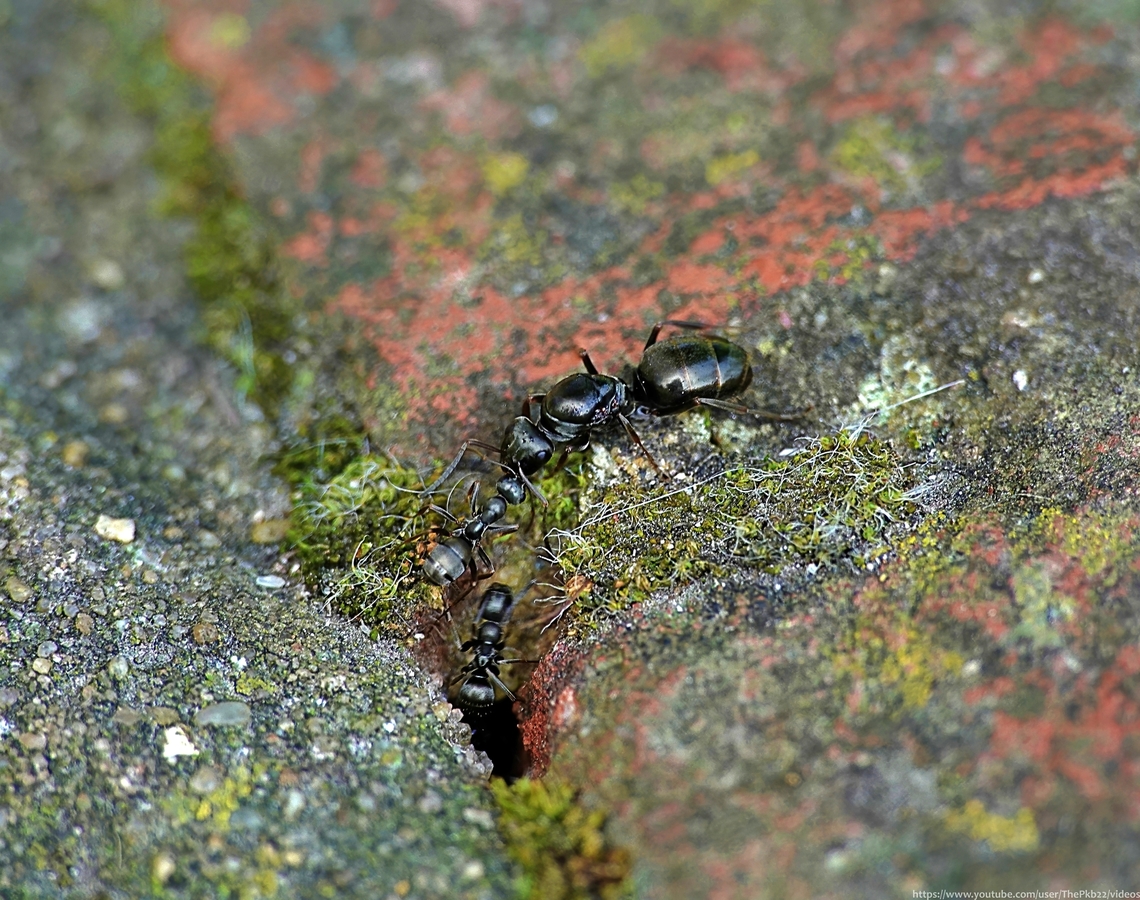 Queen Silky Ant (Formica fusca) Jungledragoners, I&#039;d like your help!<br />
<br />
I took this photograph while I was filming what seemed to me, and still does, extraordinary behaviour, for which I am seeking an explanation.<br />
<br />
The full story and of course, the behaviour itself, can be seen here: <section class="video"><iframe width="448" height="282" src="https://www.youtube-nocookie.com/embed/P9CIcdq6Qpw?hd=1&autoplay=0&rel=0" frameborder="0" allowfullscreen></iframe></section>                            Formica fusca,Geotagged,Spring,United Kingdom