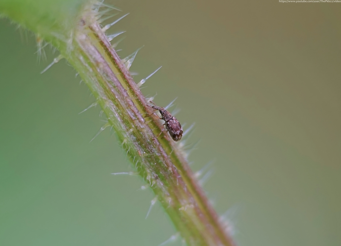 Weevil 'Taeniapion urticarium' T. urticarium is the only representative of this genus to be found in the UK and even then is foundn only on a very local level in the south east of England. Given this is a tiny beetle of only 1.9-2.3mm in length this may in part be to the lack of records because it's so inconspicuous?<br />
<br />
They can occur in a wide variety of habitats; parkland, riverbanks, gardens and wasteland etc. wherever the host plant is abundant, that host plant being the common nettle, upon which this specimen was found.<br />
<br />
A single egg is laid in early summer in a deep round hole in the stem, generally near the leaf nodes. The larvae feed within the stems where development is rapid. A single stem may host several larvae and pupae.  The pupal stage lasts between fifteen and twenty days and the adults eclose in late summer or autumn, overwintering in the stem before emerging the following spring.<br />
<br />
       Geotagged,Spring,Taeniapion urticarium,United Kingdom