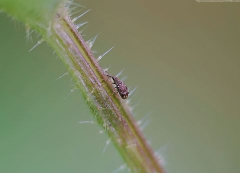 Weevil 'Taeniapion urticarium' T. urticarium is the only representative of this genus to be found in the UK and even then is foundn only on a very local level in the south east of England. Given this is a tiny beetle of only 1.9-2.3mm in length this may in part be to the lack of records because it's so inconspicuous?

They can occur in a wide variety of habitats; parkland, riverbanks, gardens and wasteland etc. wherever the host plant is abundant, that host plant being the common nettle, upon which this specimen was found.

A single egg is laid in early summer in a deep round hole in the stem, generally near the leaf nodes. The larvae feed within the stems where development is rapid. A single stem may host several larvae and pupae.  The pupal stage lasts between fifteen and twenty days and the adults eclose in late summer or autumn, overwintering in the stem before emerging the following spring.

       Geotagged,Spring,Taeniapion urticarium,United Kingdom
