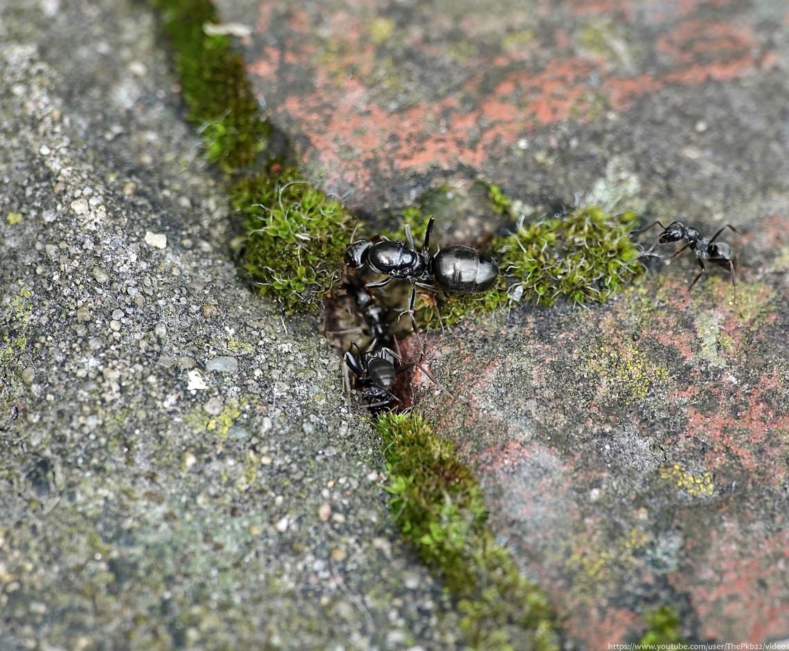 Queen Silky Ant (Formica fusca) No this isn't a mistake!<br />
<br />
There's a VERY good reason why I'm posting almost the exact same photo of the same species twice in one week.<br />
<br />
To find out what that reason is, head over here!    <section class="video"><iframe width="448" height="282" src="https://www.youtube-nocookie.com/embed/qWCVNR2Vg2Q?hd=1&autoplay=0&rel=0" frameborder="0" allowfullscreen></iframe></section>                           Formica fusca,Geotagged,Spring,United Kingdom