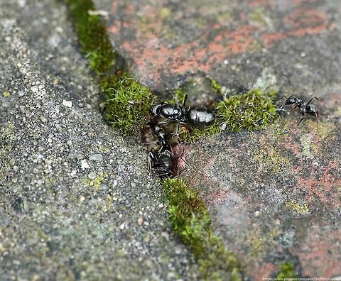 Queen Silky Ant (Formica fusca) No this isn't a mistake!

There's a VERY good reason why I'm posting almost the exact same photo of the same species twice in one week.

To find out what that reason is, head over here!    https://www.youtube.com/watch?v=qWCVNR2Vg2Q                           Formica fusca,Geotagged,Spring,United Kingdom