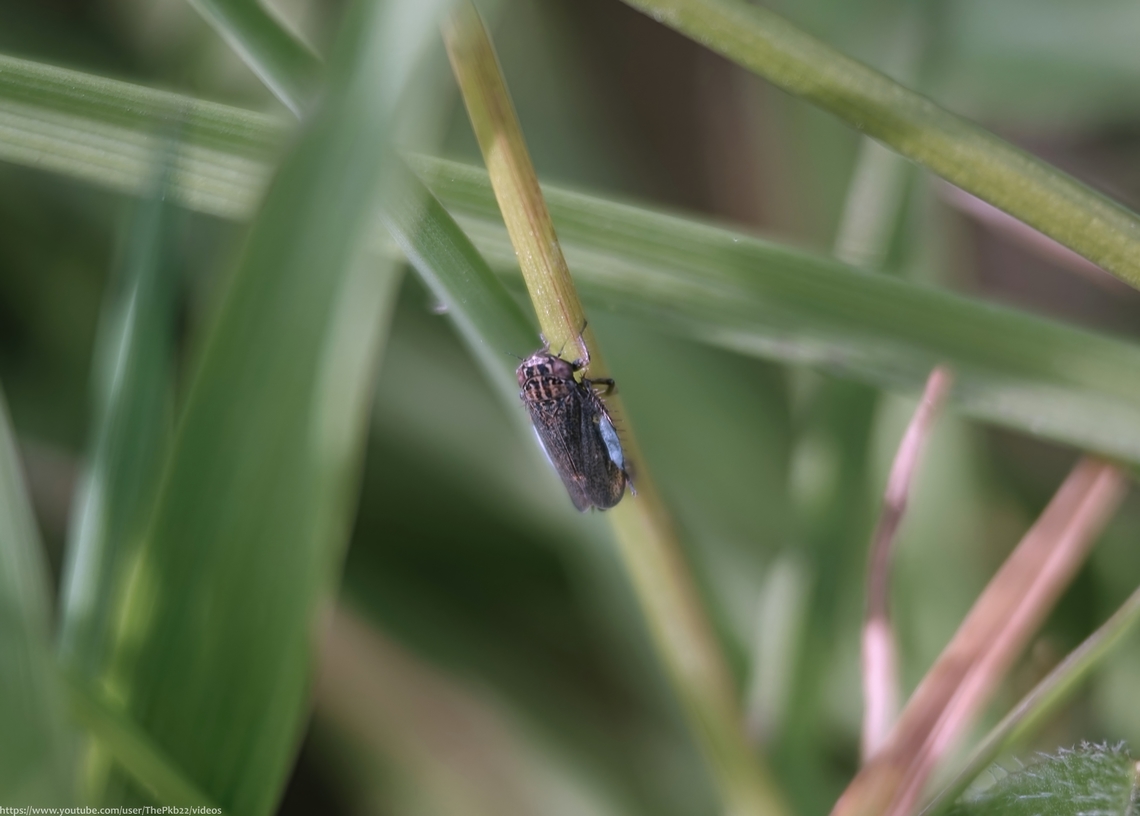 Leafhopper (Euscelis incisus) This sighting was a verry fortunate one as this individual had the good grace to literally flash before my eyes (right to left) before landing on a small stem just cms away.<br />
<br />
It was also fortunate I already happened to have my nose close to the ground investigating an earlier, unrelated surface movement. There's not a chance you'd see this fella going about its business in short grass from a standing position.<br />
<br />
For a very close look and for species information (if you're an Olive Tree, look away now) follow this link: <section class="video"><iframe width="448" height="282" src="https://www.youtube-nocookie.com/embed/416C2meLmEY?hd=1&autoplay=0&rel=0" frameborder="0" allowfullscreen></iframe></section>         Euscelis incisa,Geotagged,Spring,United Kingdom