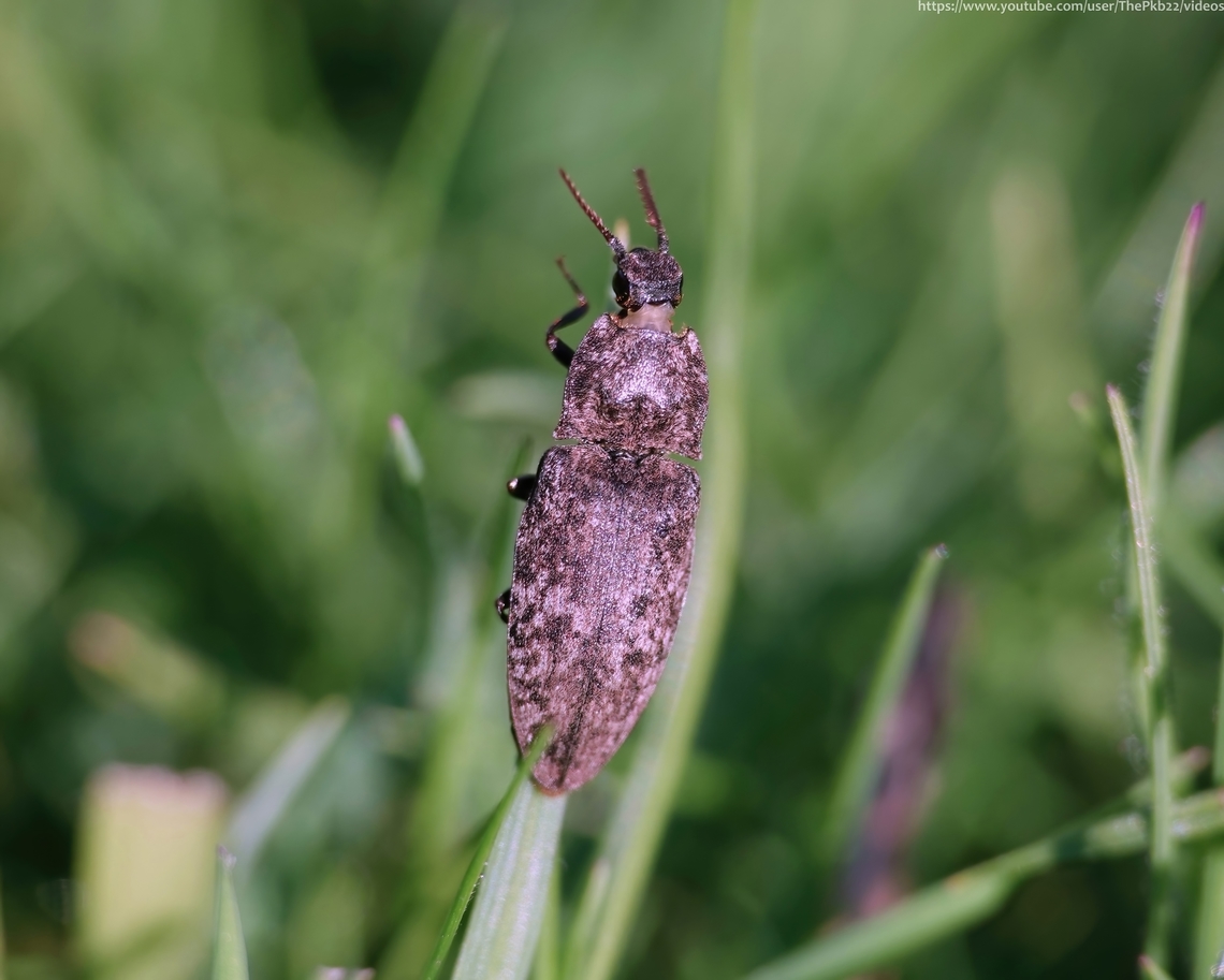 Click beetle 'Agrypnus murina' One of only two species from the genus Agrypnus to be found in Europe and the sole representative in the UK.<br />
<br />
Find out more here:  <section class="video"><iframe width="448" height="282" src="https://www.youtube-nocookie.com/embed/suthE92vlXM?hd=1&autoplay=0&rel=0" frameborder="0" allowfullscreen></iframe></section>                        Agrypnus murina,Agrypnus murinus,Geotagged,Spring,United Kingdom