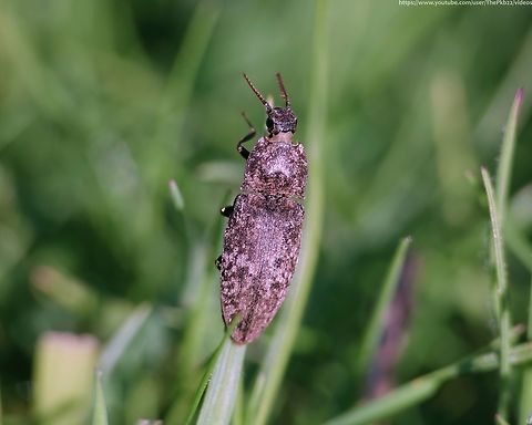 Click beetle 'Agrypnus murina' One of only two species from the genus Agrypnus to be found in Europe and the sole representative in the UK.

Find out more here:  https://www.youtube.com/watch?v=suthE92vlXM                        Agrypnus murina,Agrypnus murinus,Geotagged,Spring,United Kingdom
